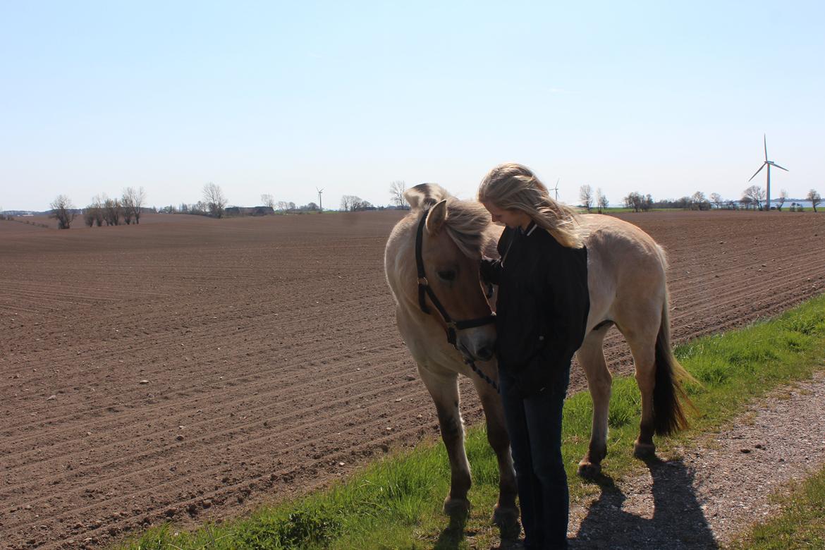 Fjordhest Ikena R.I.P 02-05-2013 - Vores farvel ;( <3 
02/05-2013 billede 1