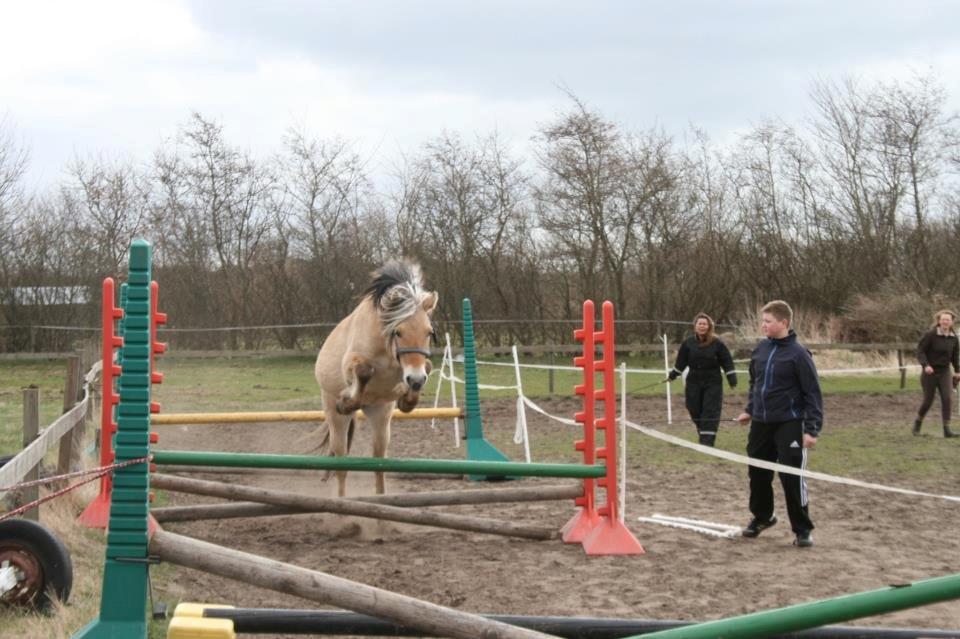 Fjordhest Bisnapgård´s Sjamør billede 18