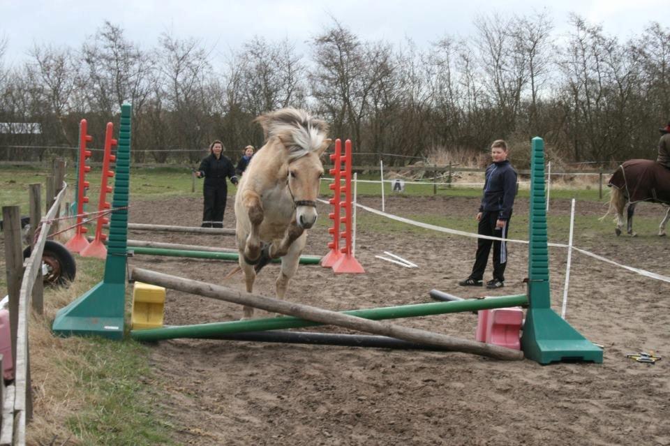 Fjordhest Bisnapgård´s Sjamør billede 19