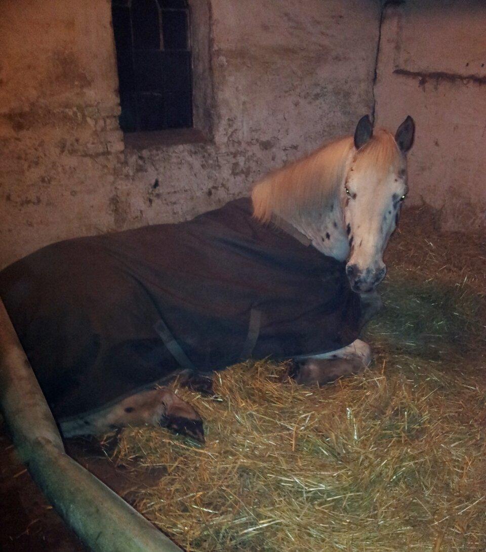 Knabstrupper Ceres Royal billede 3