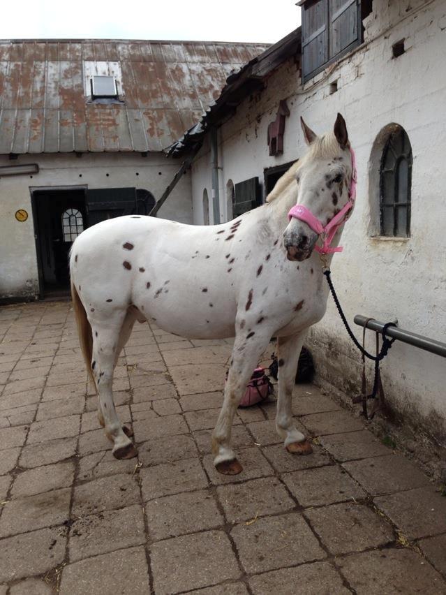 Knabstrupper Ceres Royal billede 10