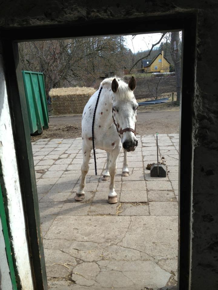 Knabstrupper Ceres Royal billede 13
