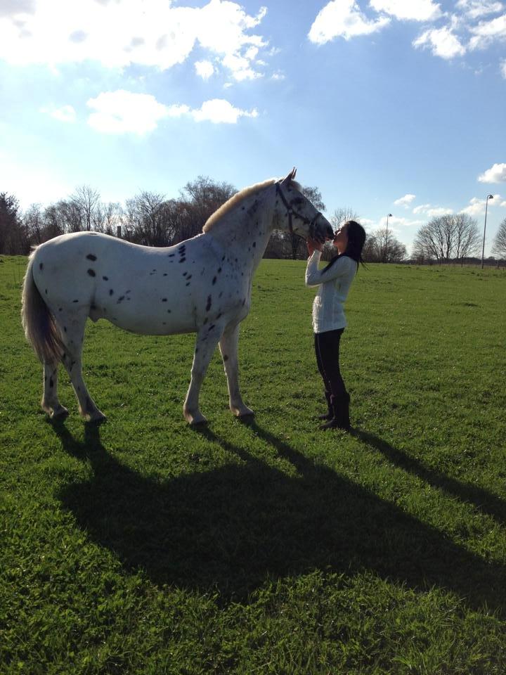 Knabstrupper Ceres Royal billede 16