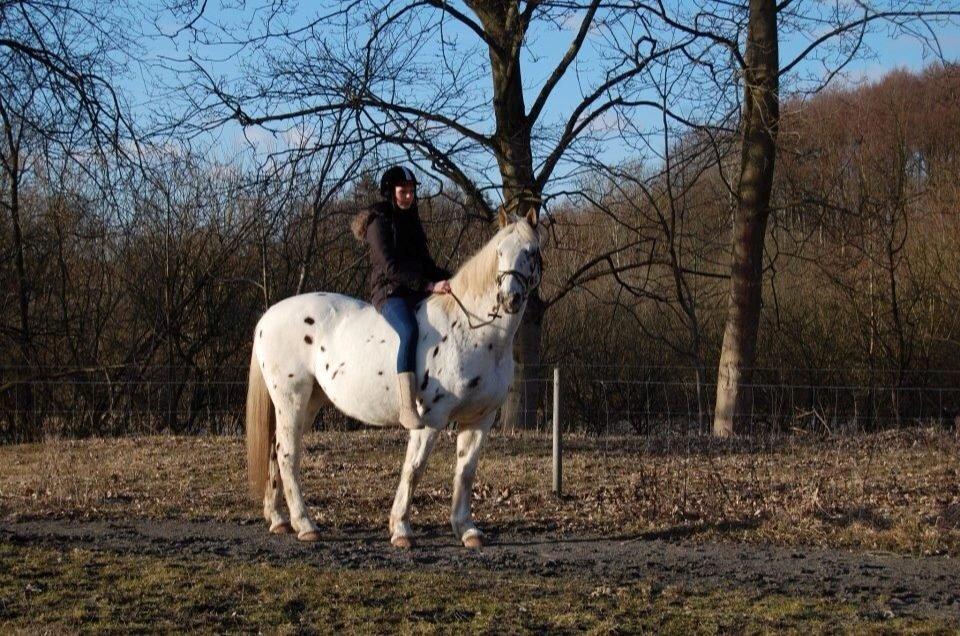 Knabstrupper Ceres Royal billede 17