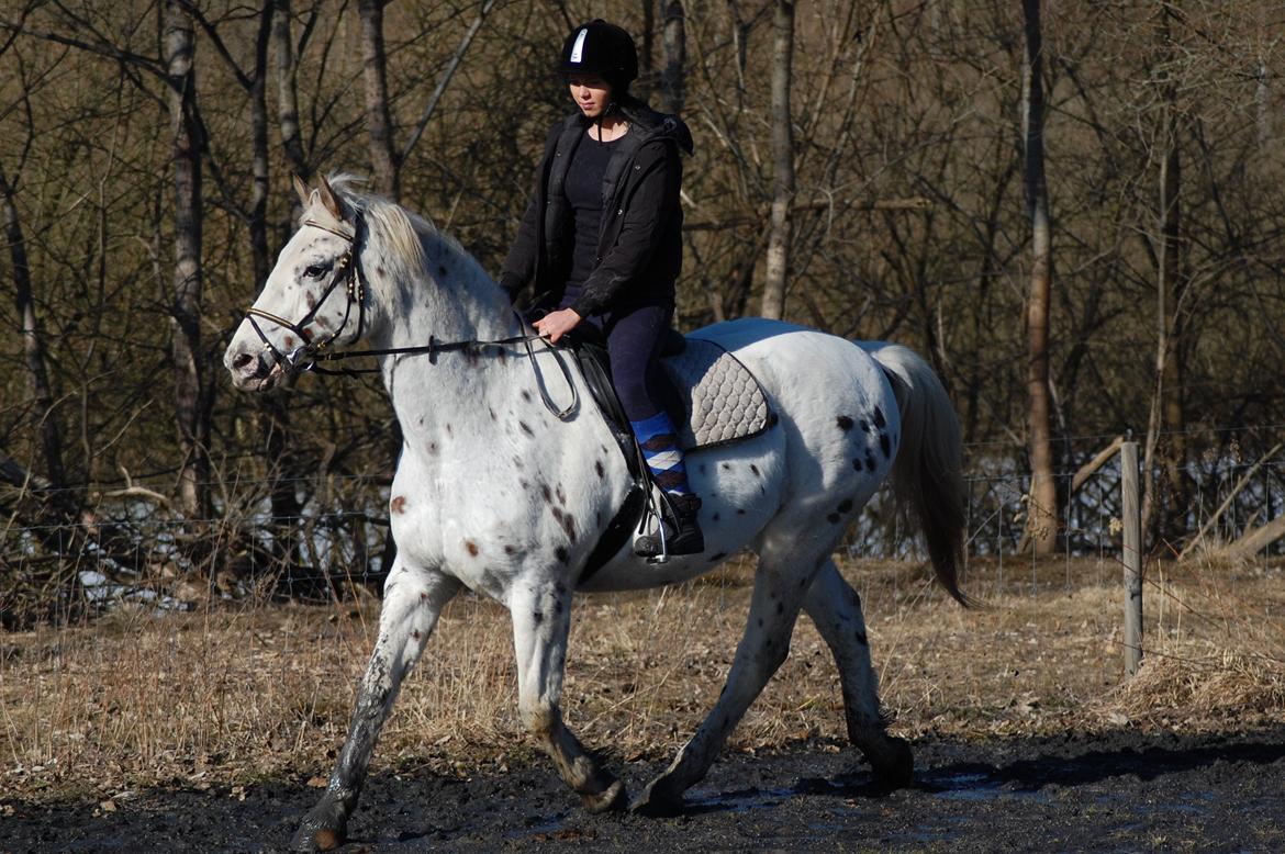 Knabstrupper Ceres Royal billede 20