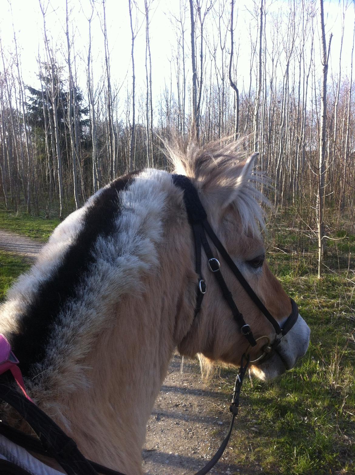 Fjordhest Bodyguard - Var i skoven på ham, alene for første gang. Han var fantastisk :) billede 10