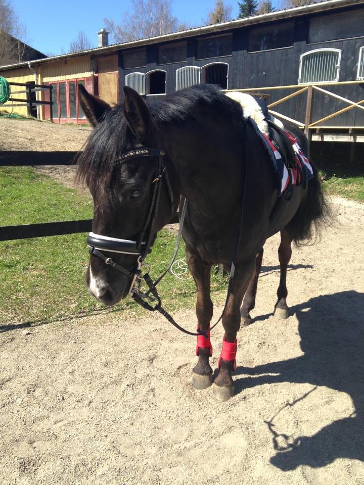 Anden særlig race Jolly Jumper billede 16