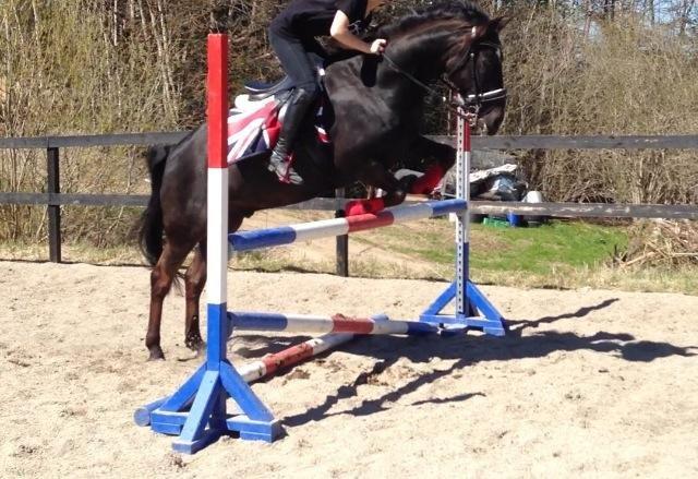 Anden særlig race Jolly Jumper billede 13