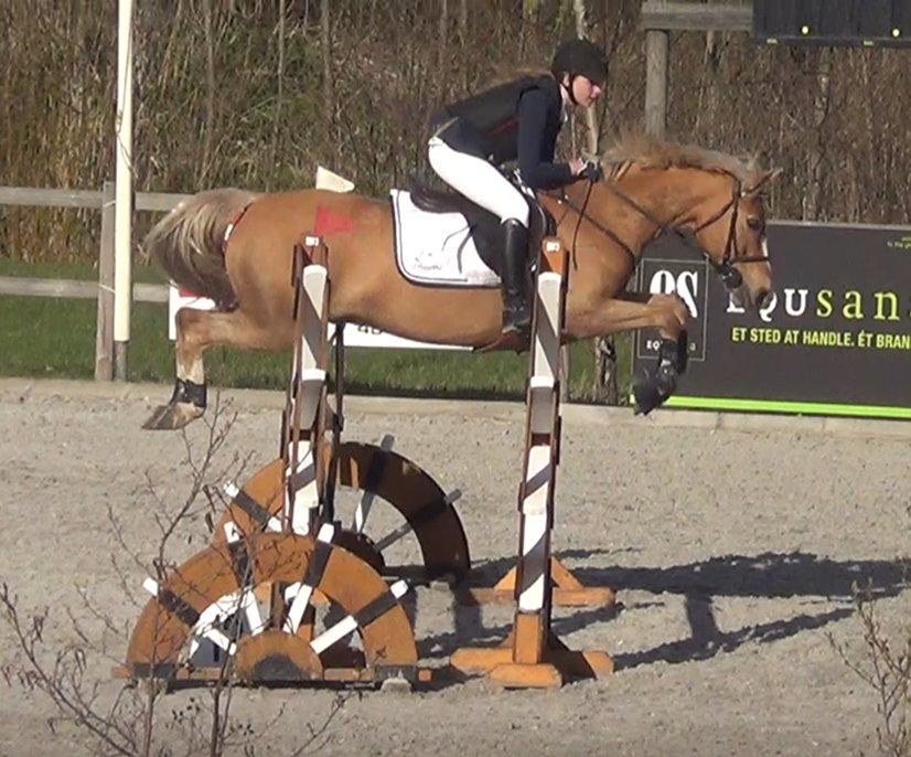 Palomino Tarzan <3 - På CapaCity :-) 2 plads<3 billede 1