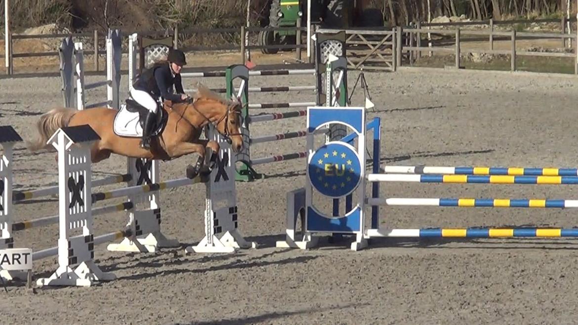 Palomino Tarzan <3 - På CapaCity :-) 2 plads<3 billede 20