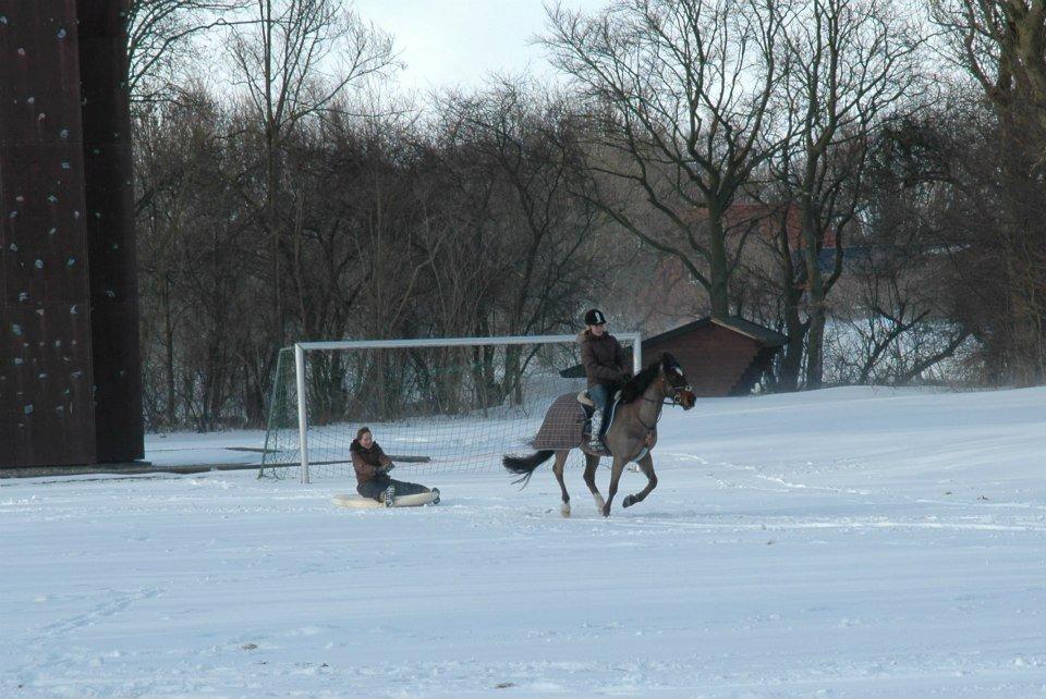 Anden særlig race Hercules - jeg kan godt mor ;) <3 billede 19