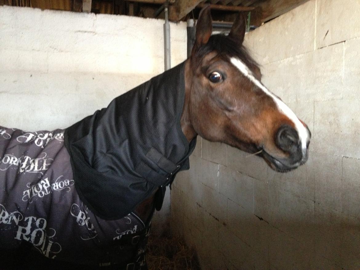 Hollandsk Sportspony Yvonne billede 1