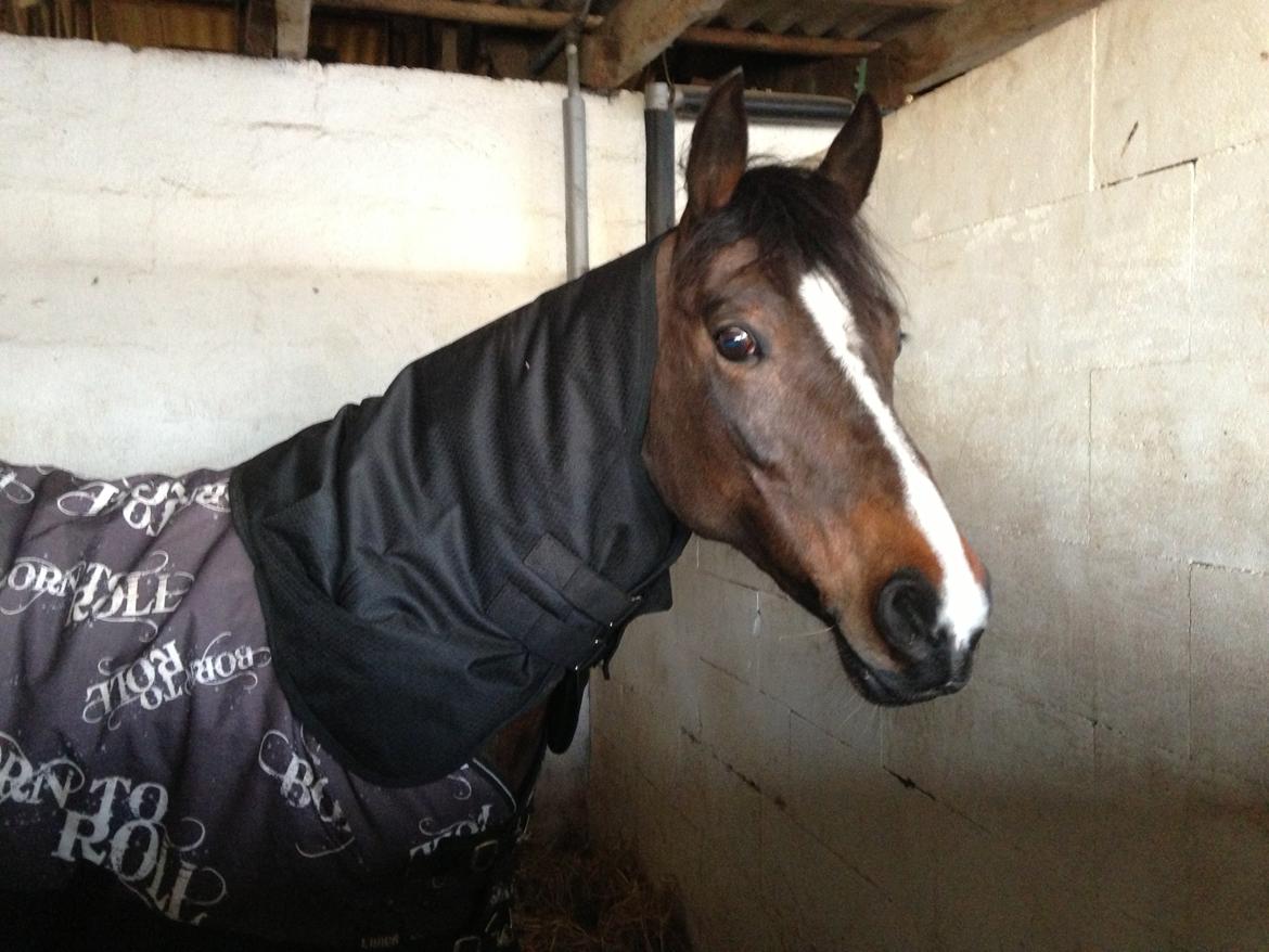 Hollandsk Sportspony Yvonne billede 2