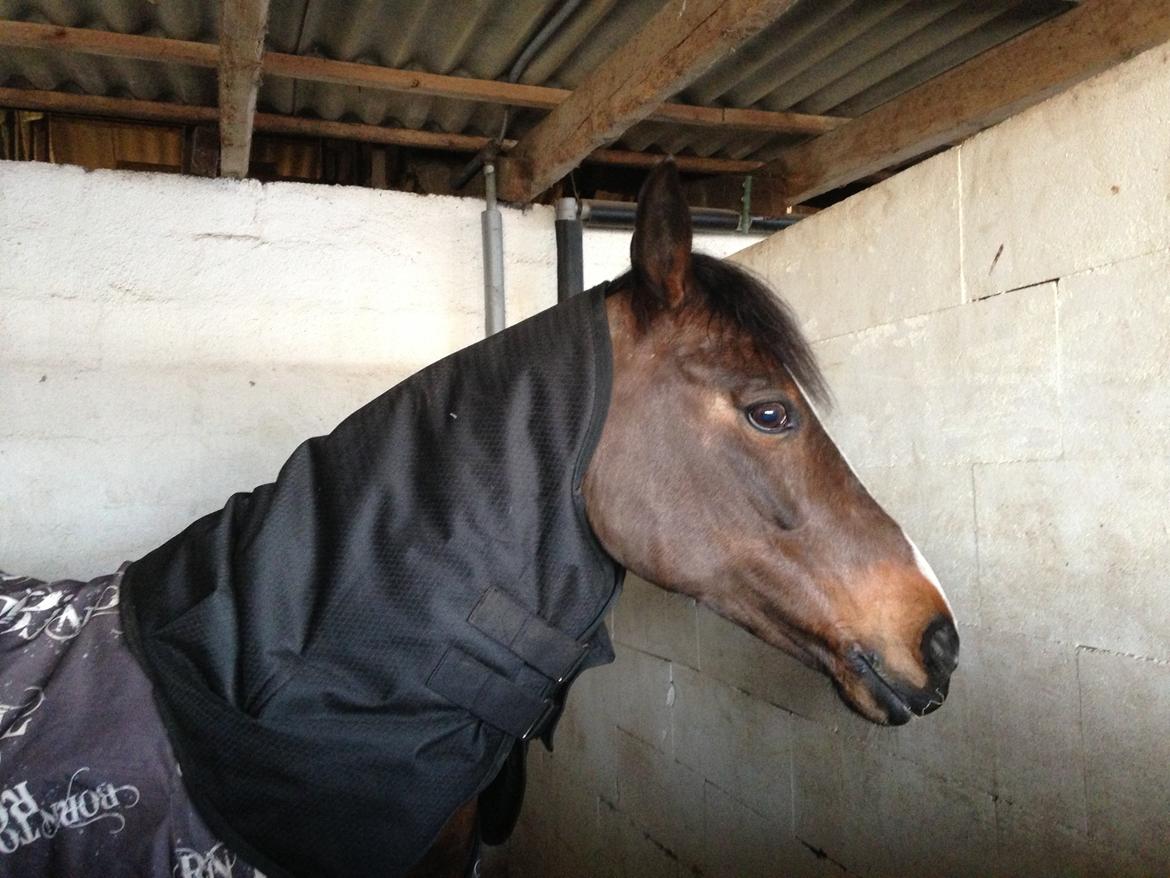 Hollandsk Sportspony Yvonne billede 3