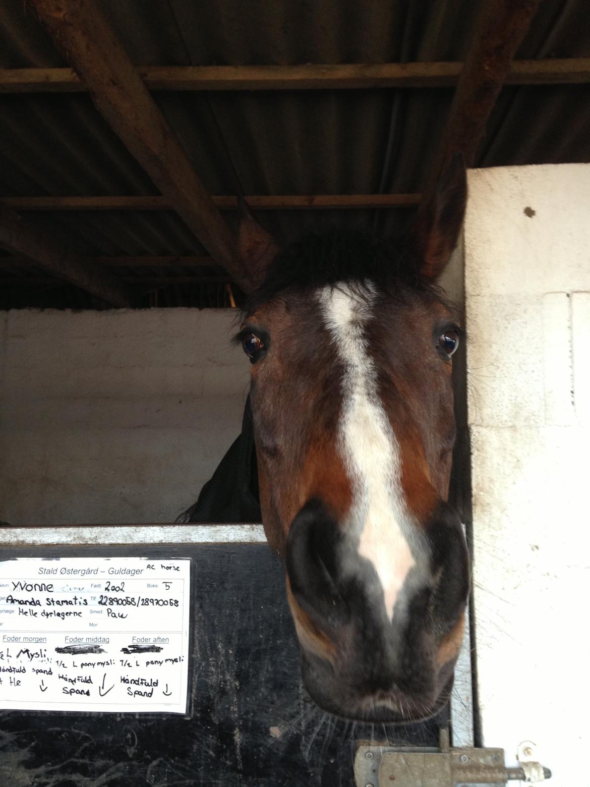 Hollandsk Sportspony Yvonne billede 4