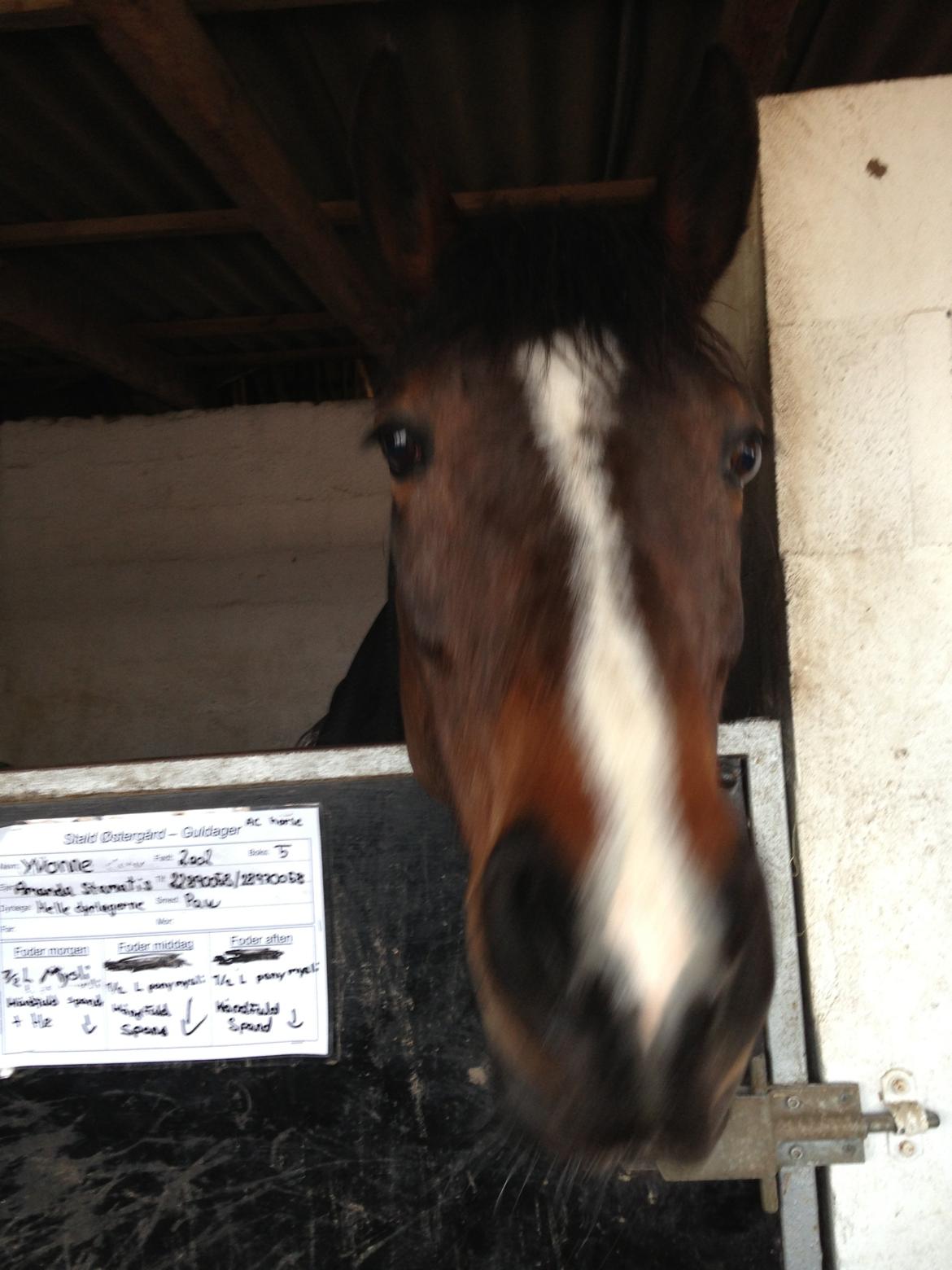 Hollandsk Sportspony Yvonne billede 5