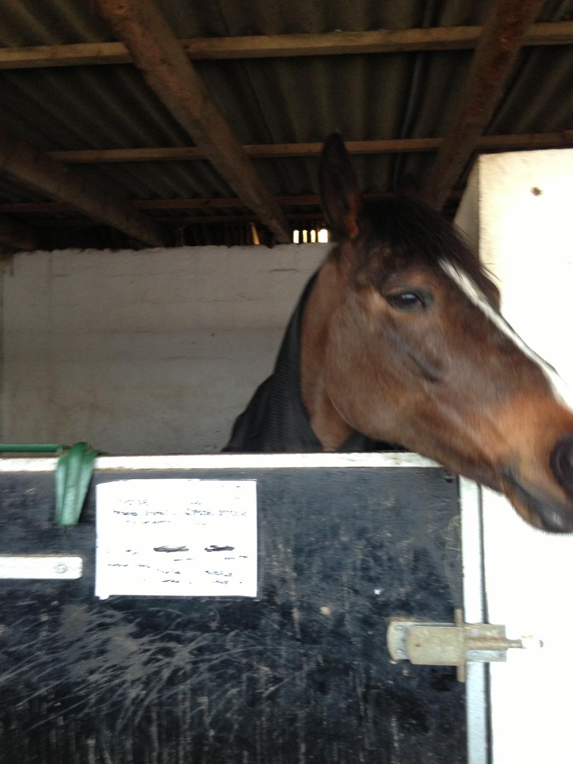 Hollandsk Sportspony Yvonne billede 6