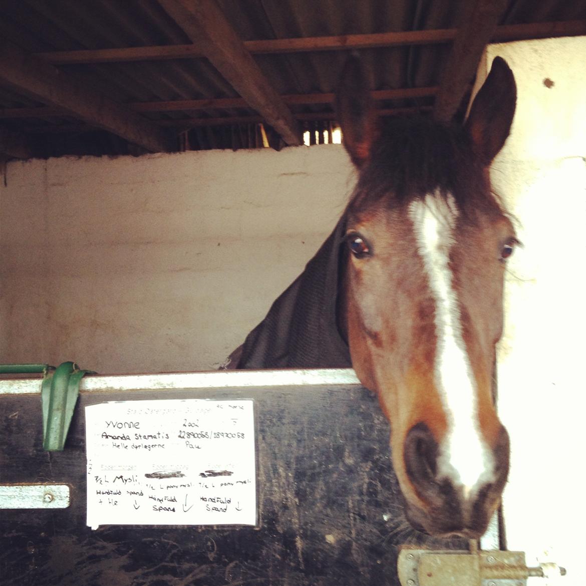 Hollandsk Sportspony Yvonne billede 8