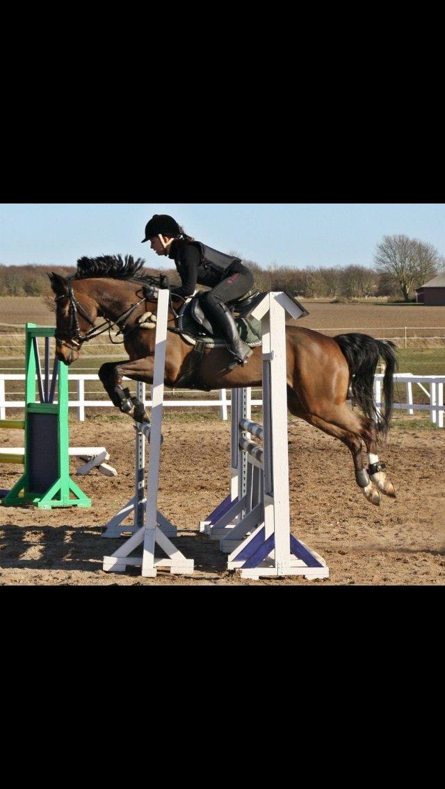 Hollandsk Sportspony Yvonne billede 7