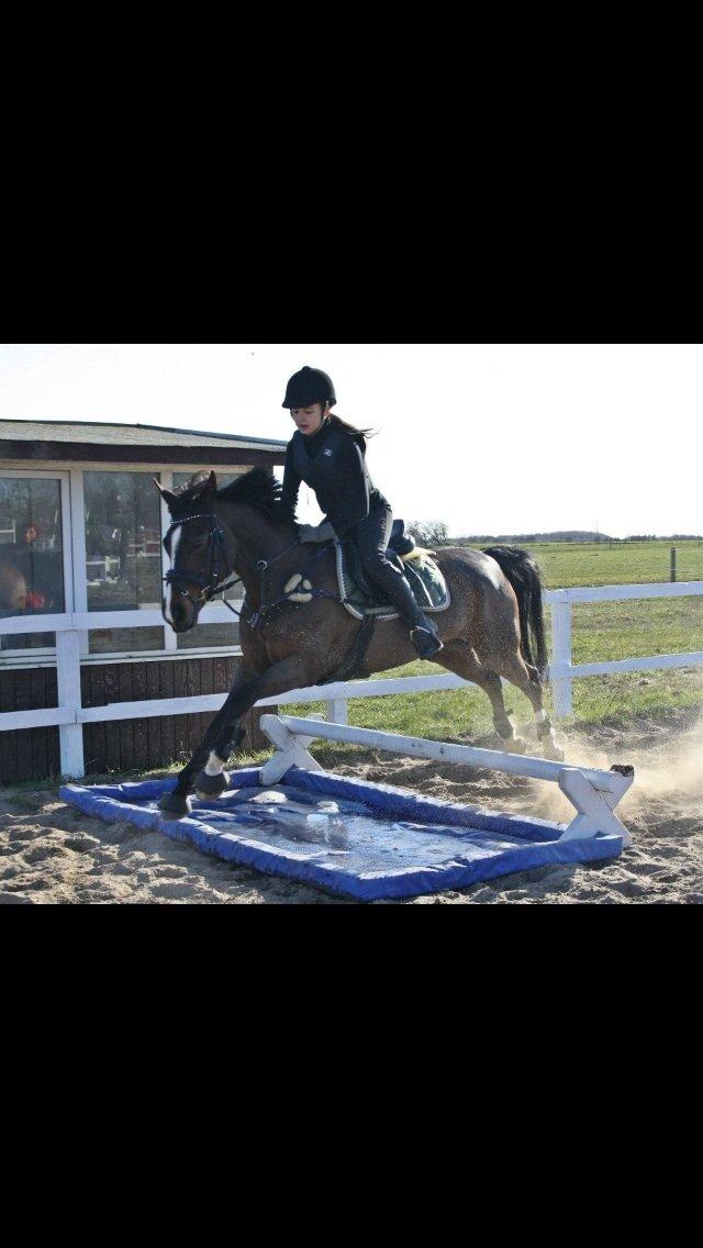 Hollandsk Sportspony Yvonne billede 9