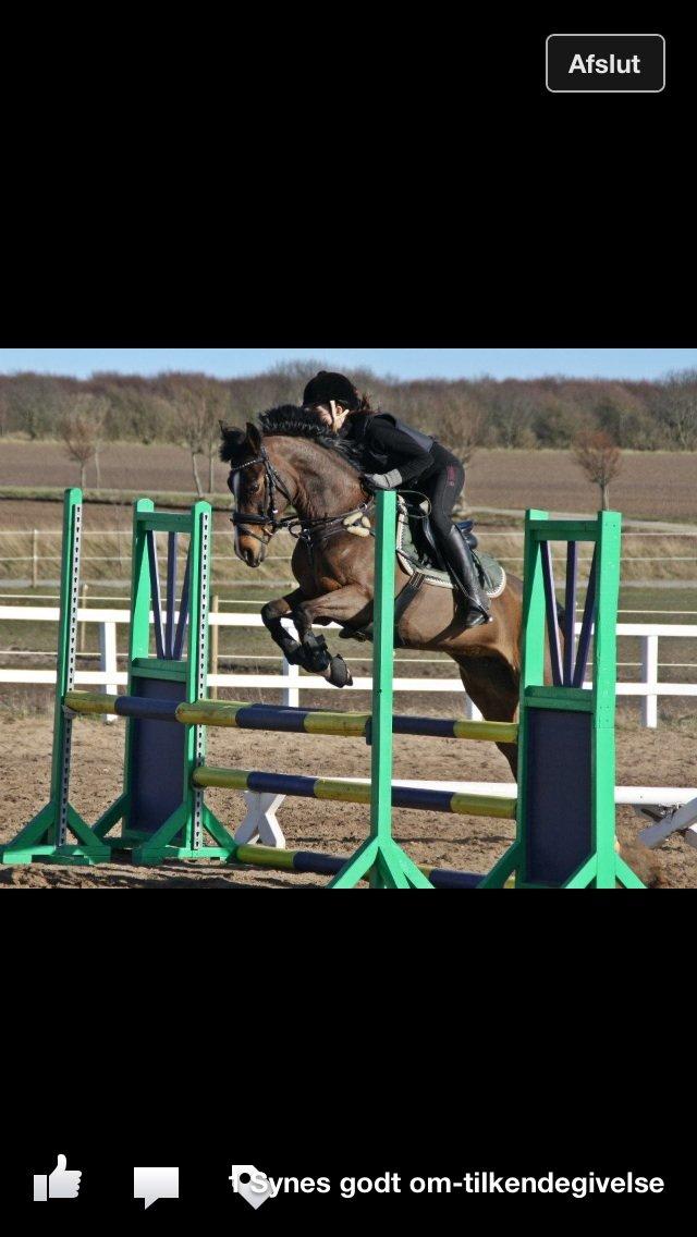 Hollandsk Sportspony Yvonne billede 10