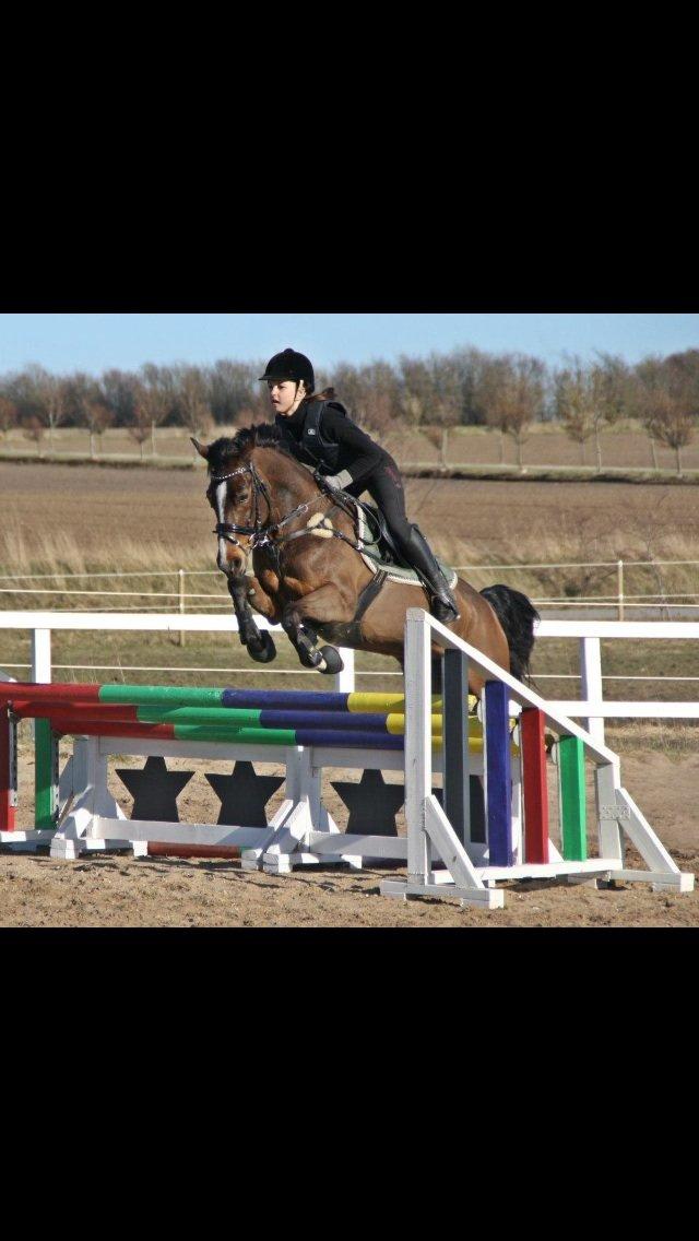 Hollandsk Sportspony Yvonne billede 11