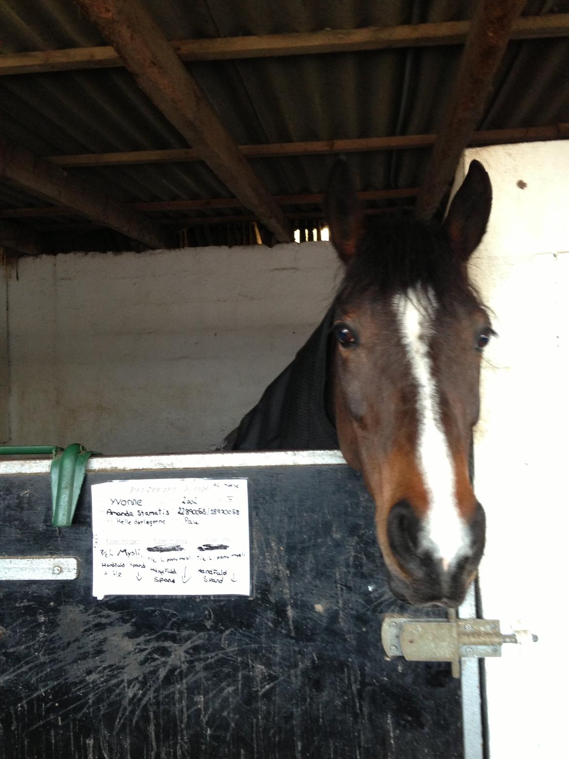 Hollandsk Sportspony Yvonne billede 14