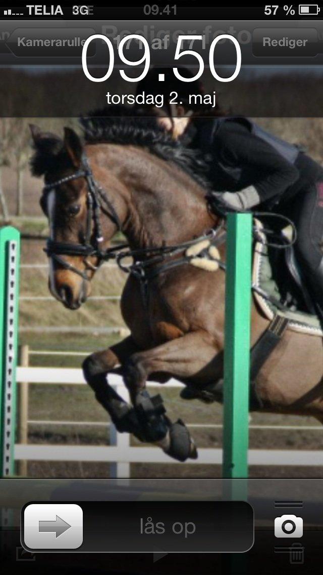 Hollandsk Sportspony Yvonne billede 12