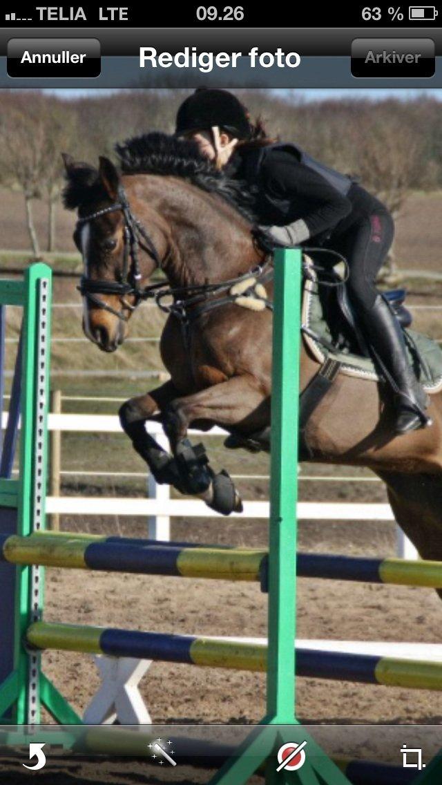 Hollandsk Sportspony Yvonne billede 13