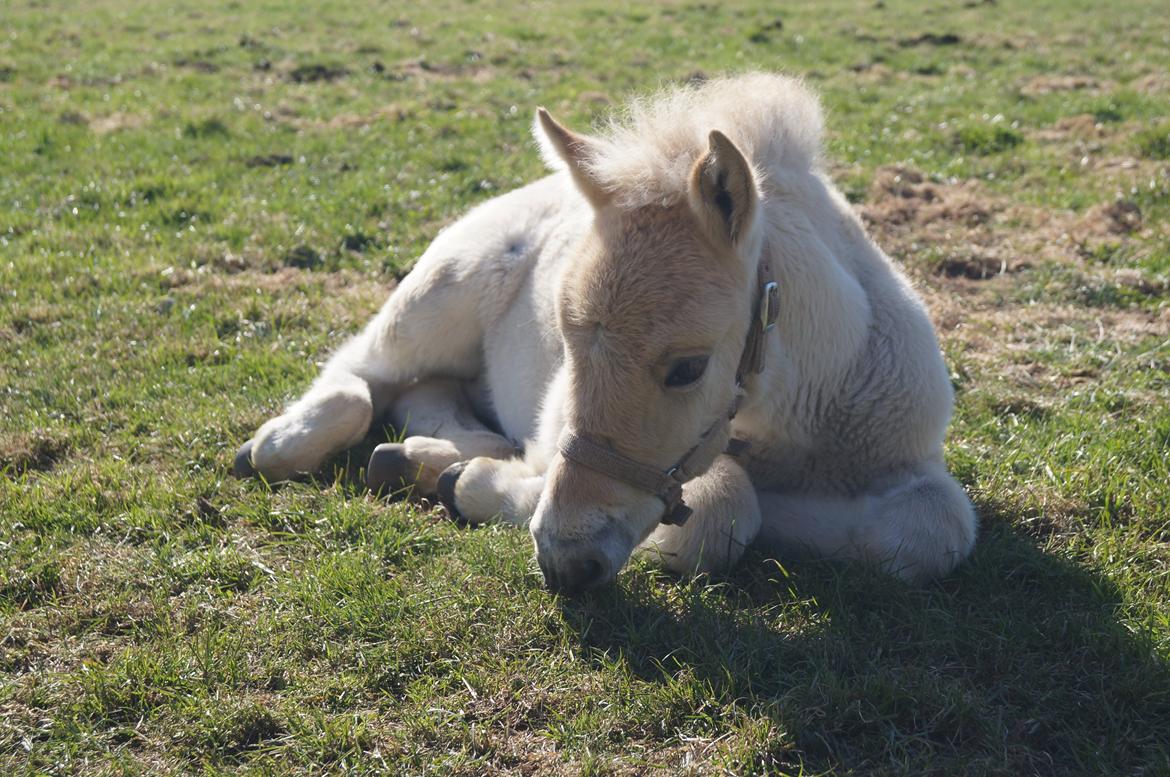 Fjordhest Højgaards Milo - Nurh!!!<3 3/5-13 billede 9