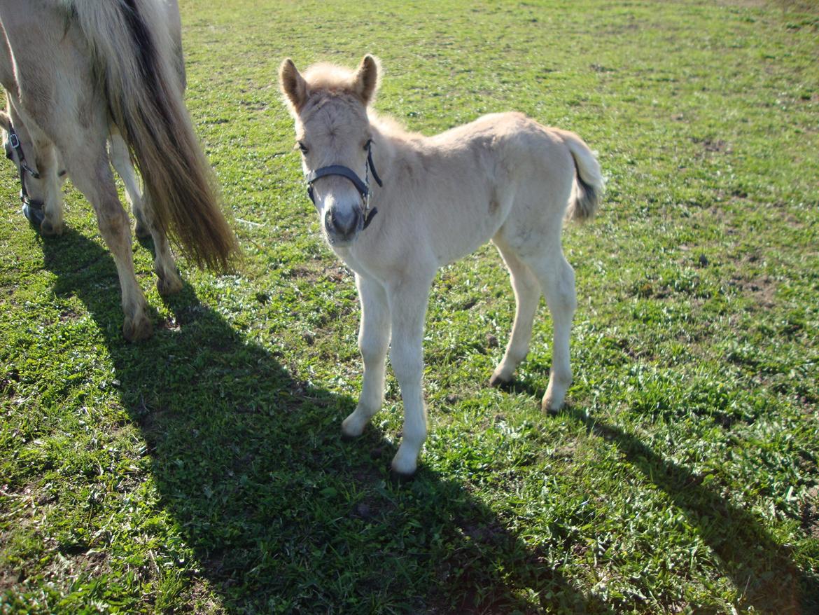 Anden særlig race Mr. Anton Holm billede 2