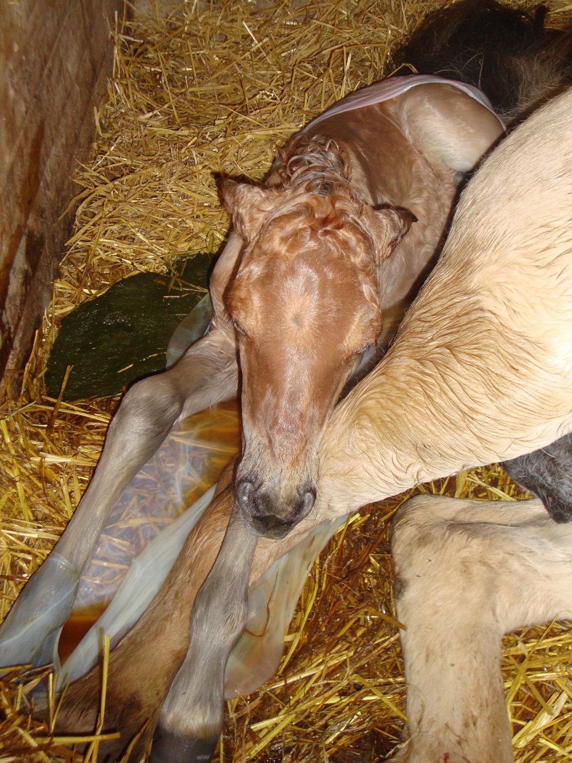 Anden særlig race Mr. Anton Holm billede 3