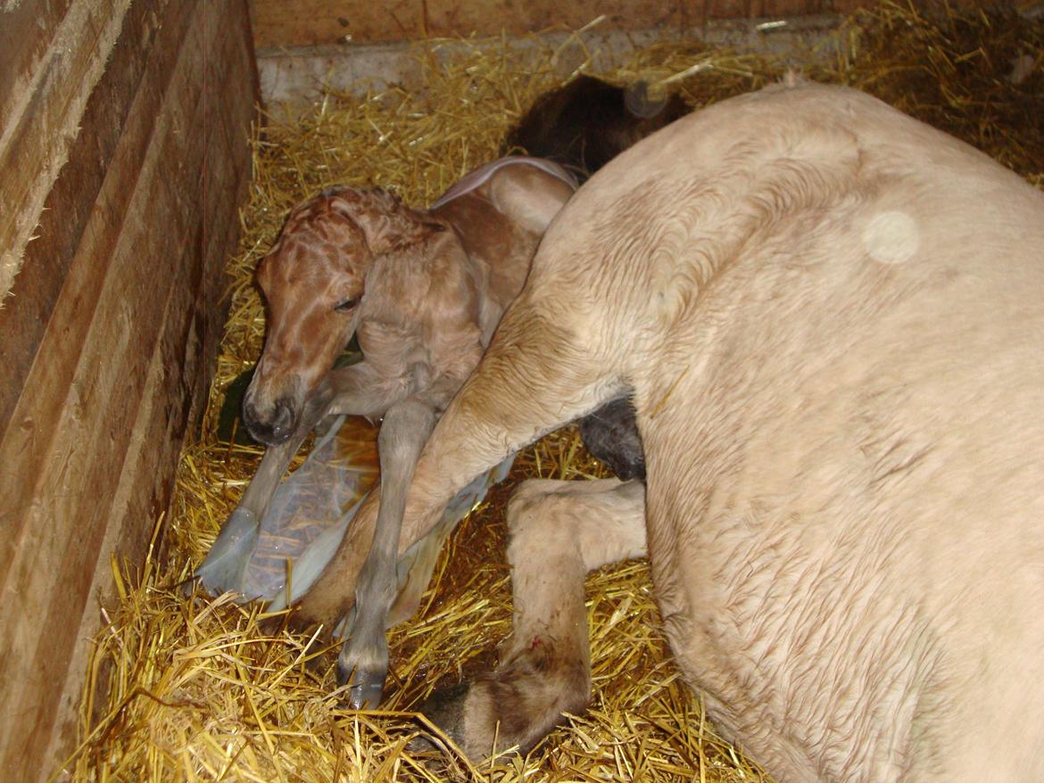 Anden særlig race Mr. Anton Holm billede 4