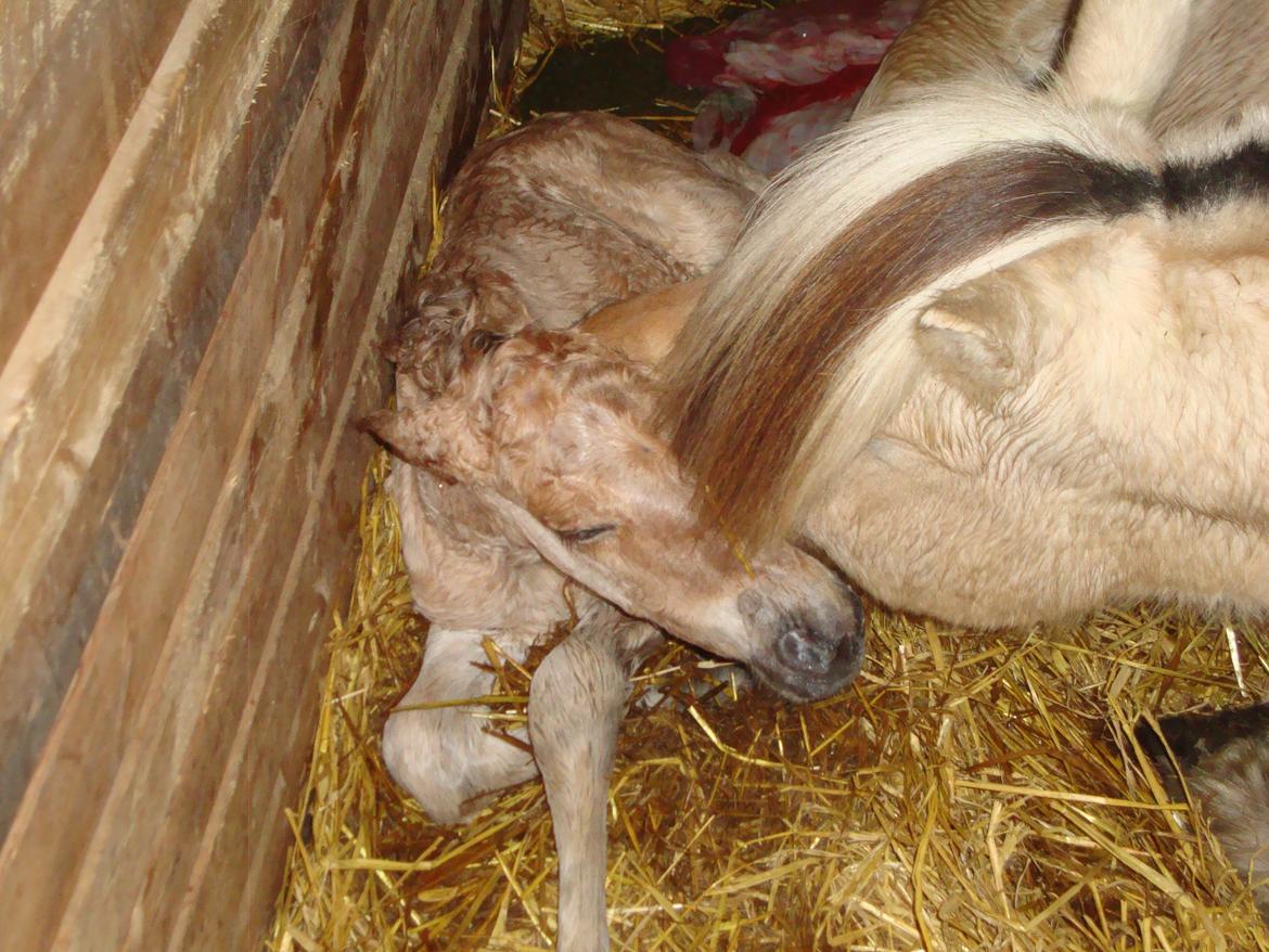 Anden særlig race Mr. Anton Holm billede 5