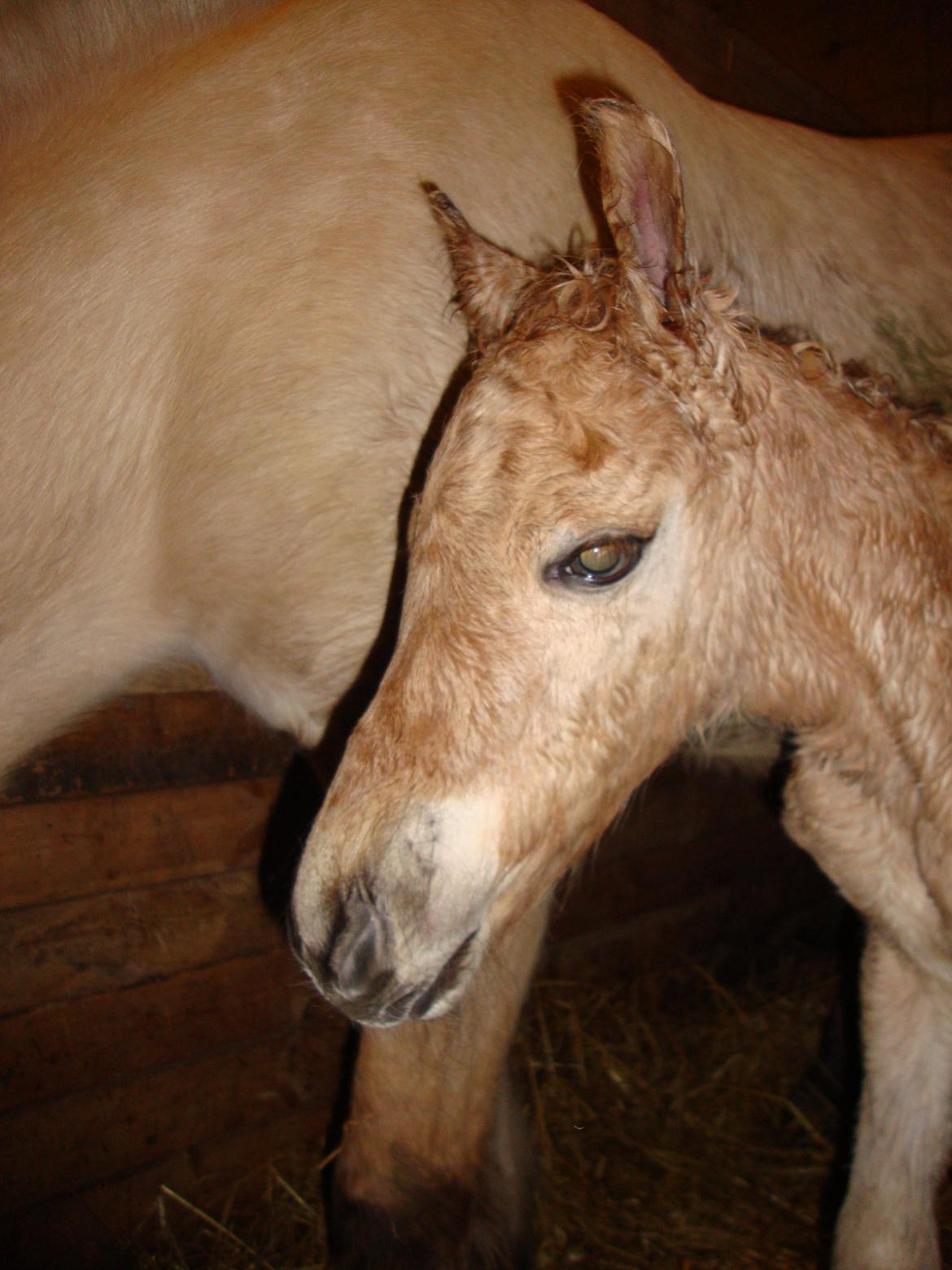 Anden særlig race Mr. Anton Holm billede 6
