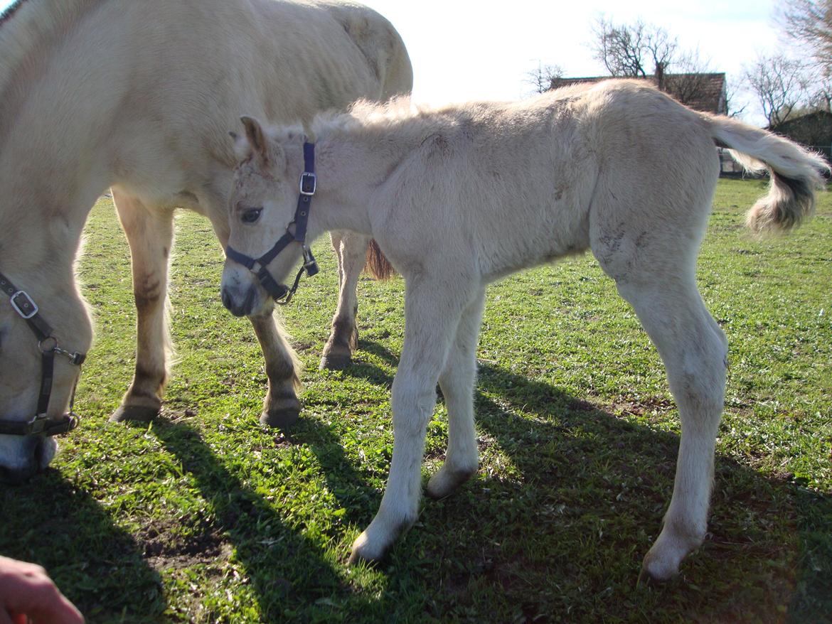 Anden særlig race Mr. Anton Holm billede 8