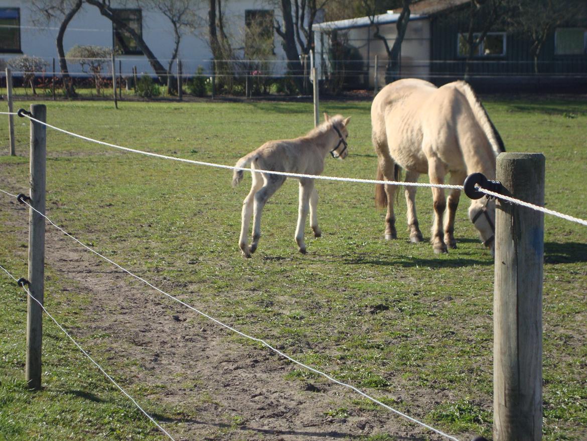 Anden særlig race Mr. Anton Holm billede 9