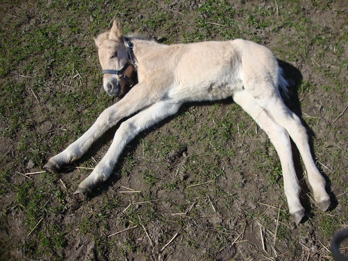 Anden særlig race Mr. Anton Holm billede 10