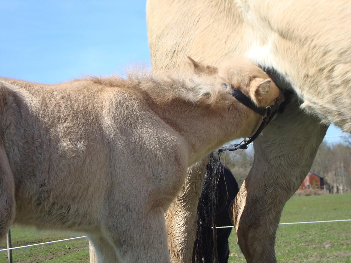 Anden særlig race Mr. Anton Holm billede 11