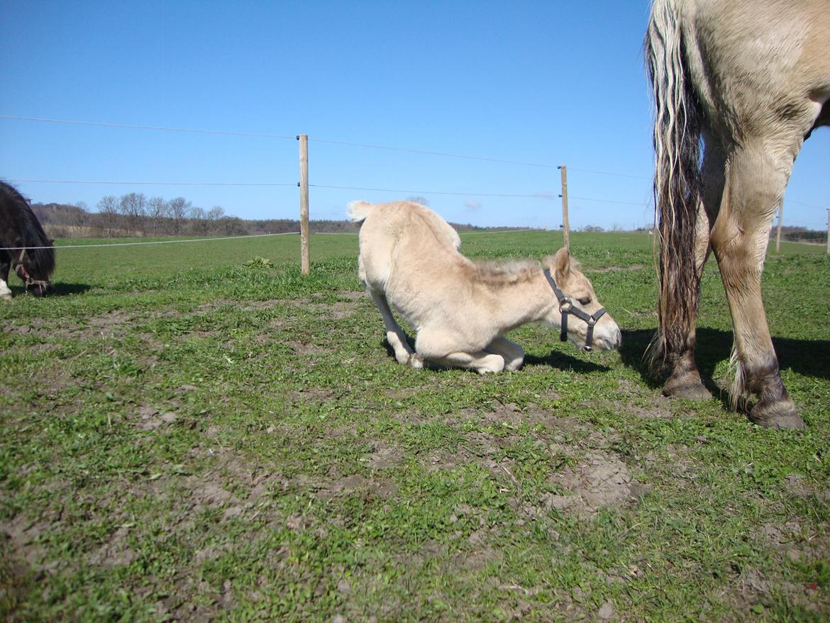 Anden særlig race Mr. Anton Holm billede 12