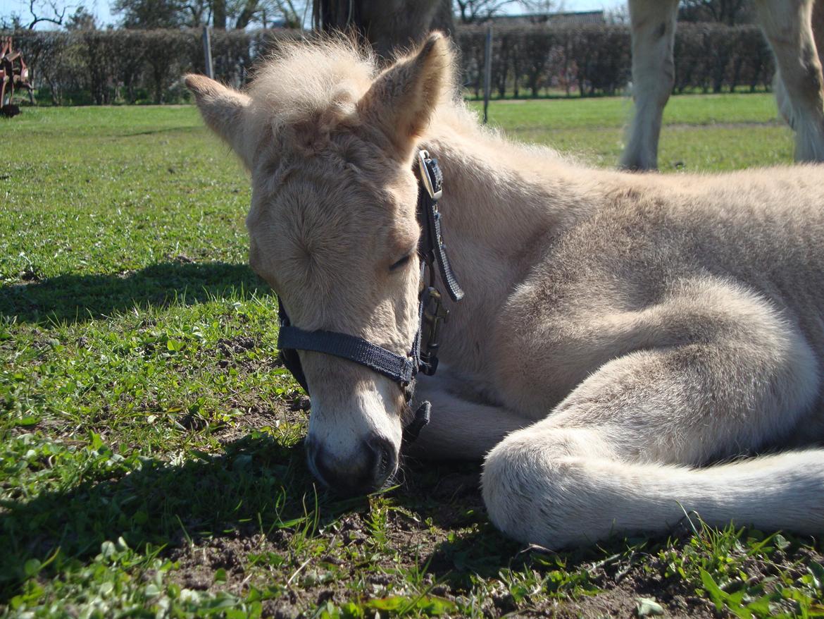 Anden særlig race Mr. Anton Holm billede 13
