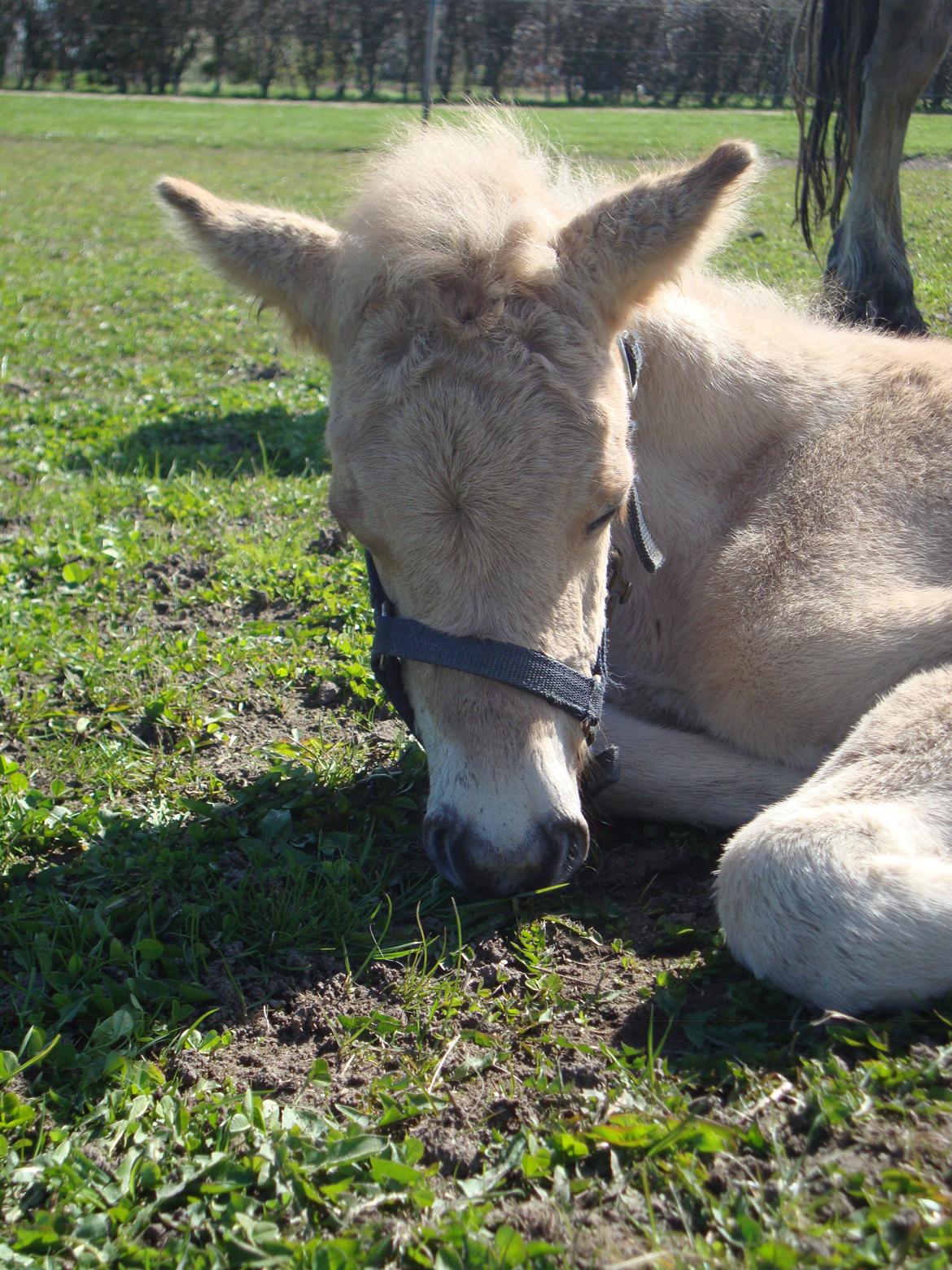 Anden særlig race Mr. Anton Holm billede 1