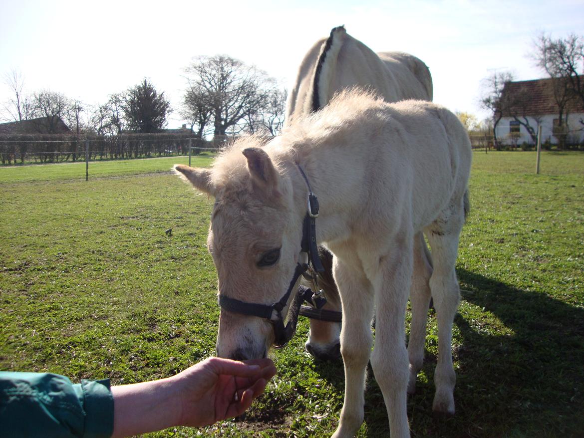 Anden særlig race Mr. Anton Holm billede 14