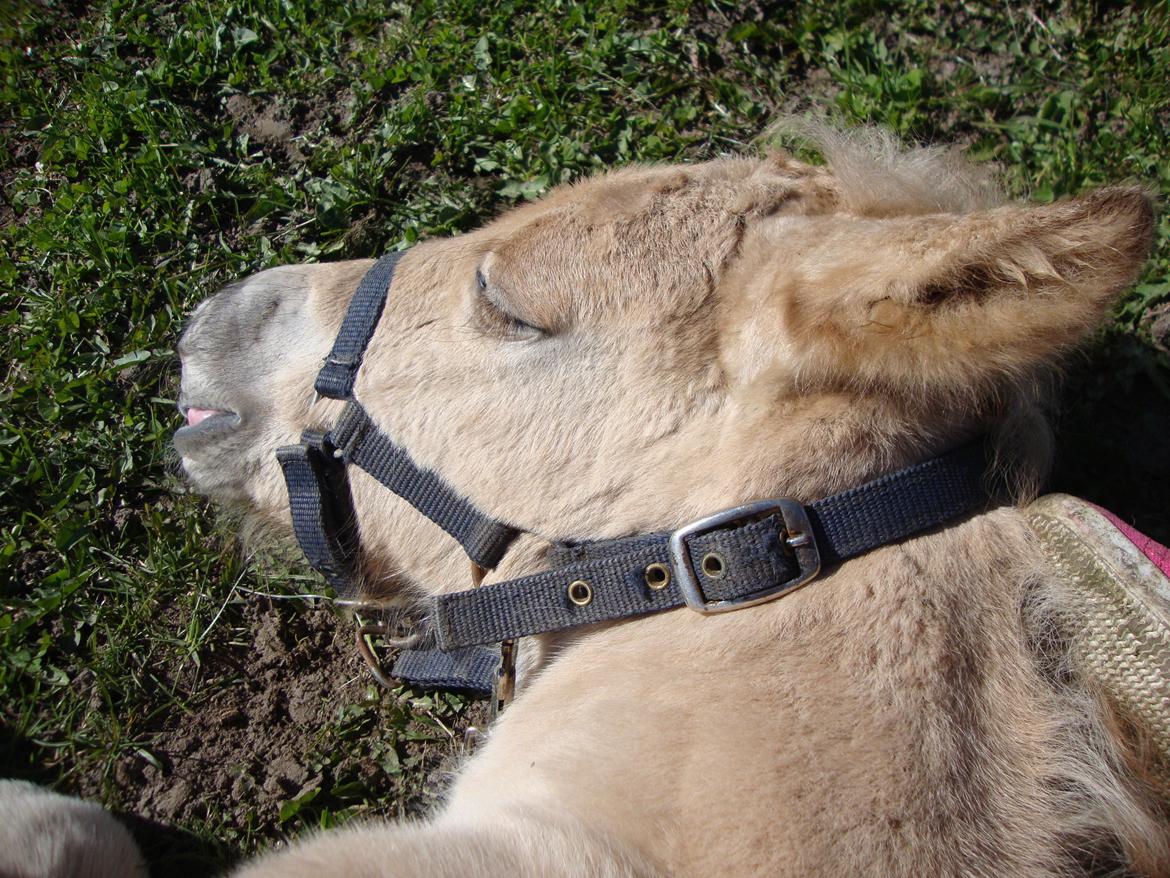 Anden særlig race Mr. Anton Holm billede 15