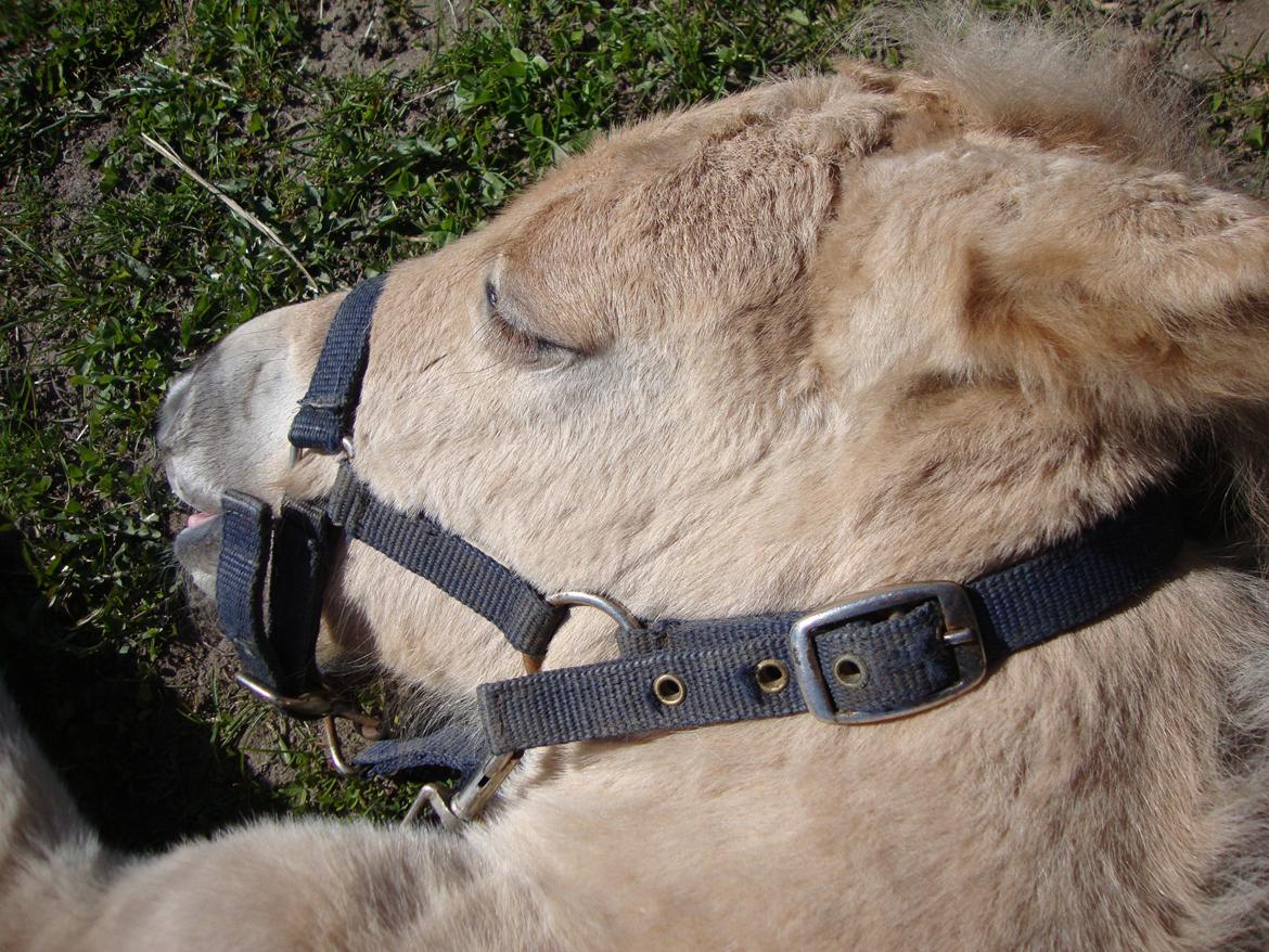 Anden særlig race Mr. Anton Holm billede 16