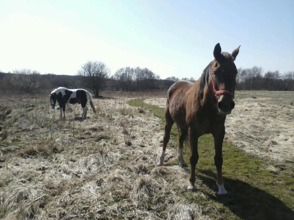 Anden særlig race Miss maja   (død) - Maja er blevet lidt sølle at se på over vinteren . :( billede 9