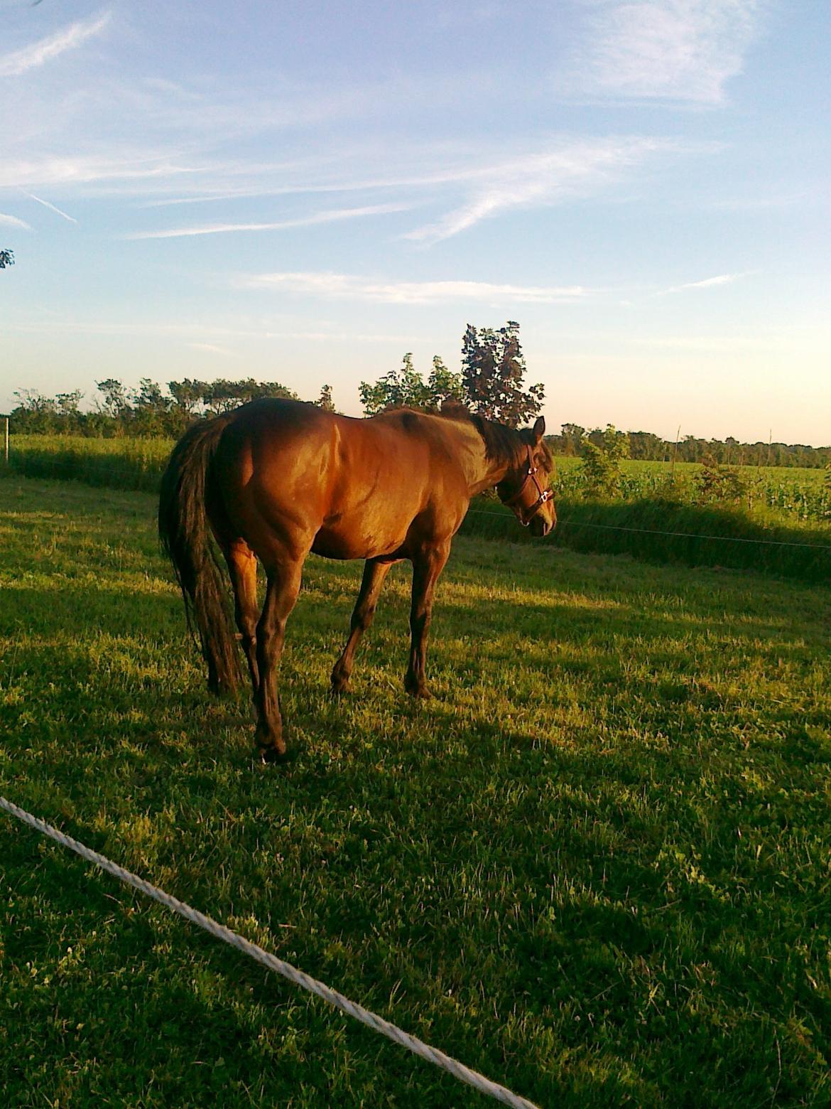 Traver Laban Act - Første gang han var på fold hjemme ved os;) billede 3