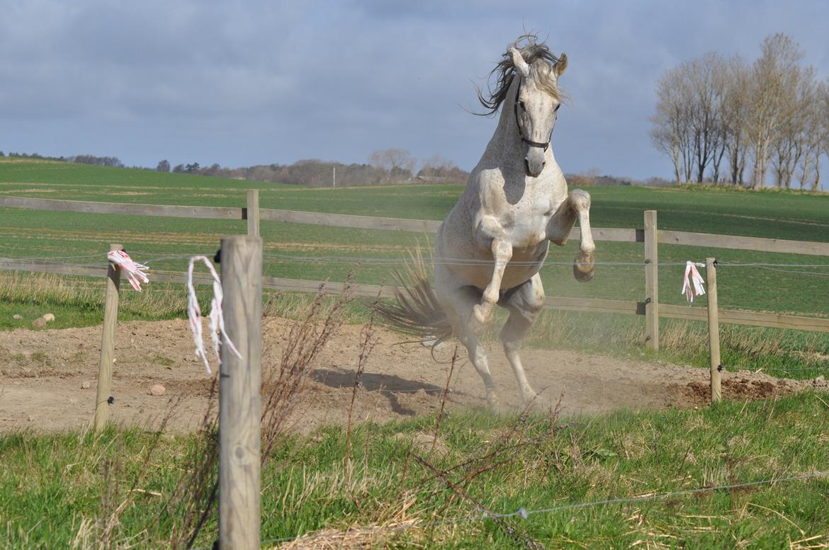 Pura Raza Española Guerrer billede 9