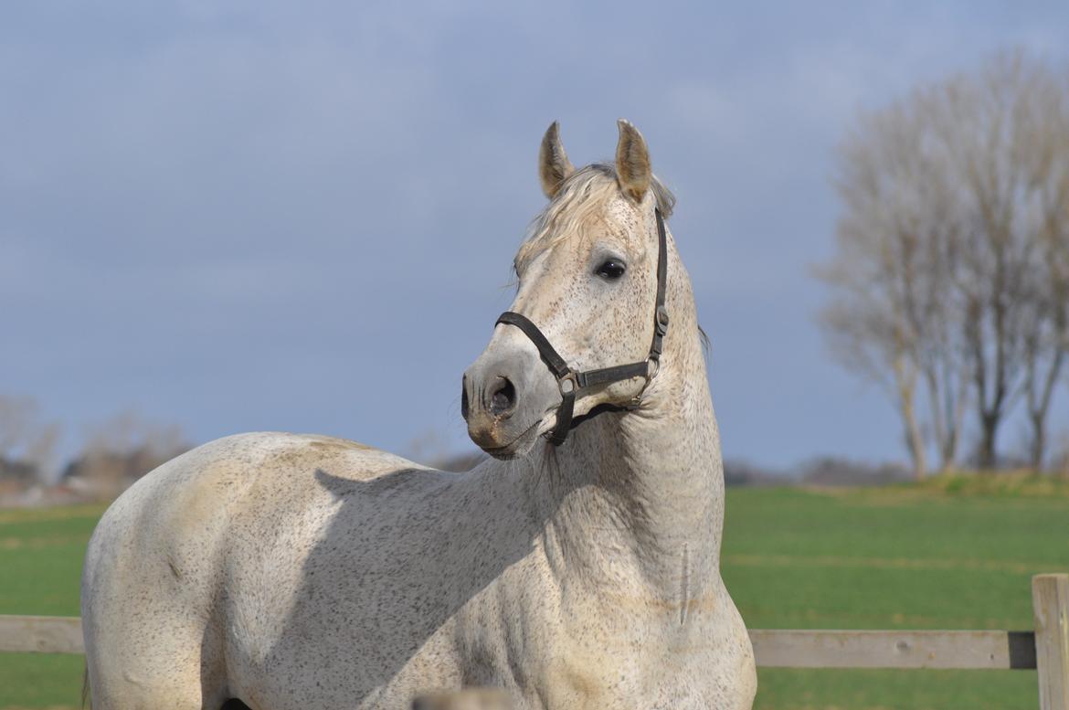 Pura Raza Española Guerrer billede 1