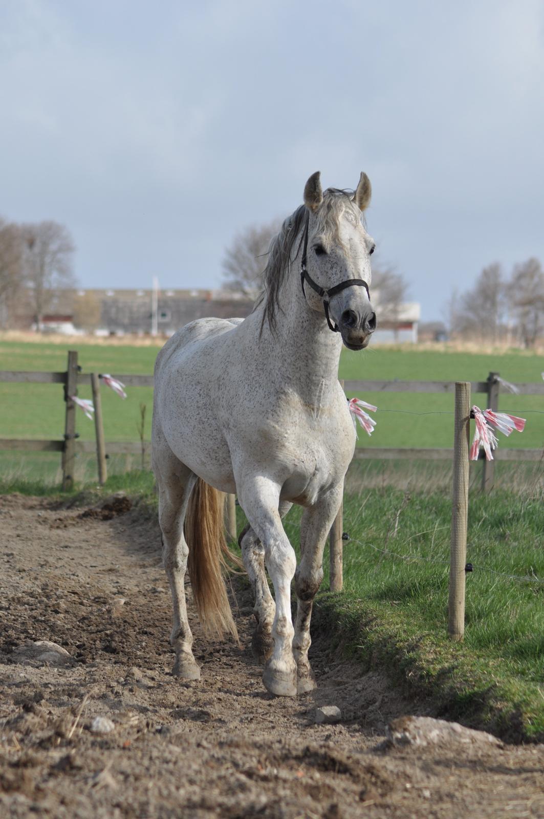 Pura Raza Española Guerrer billede 14